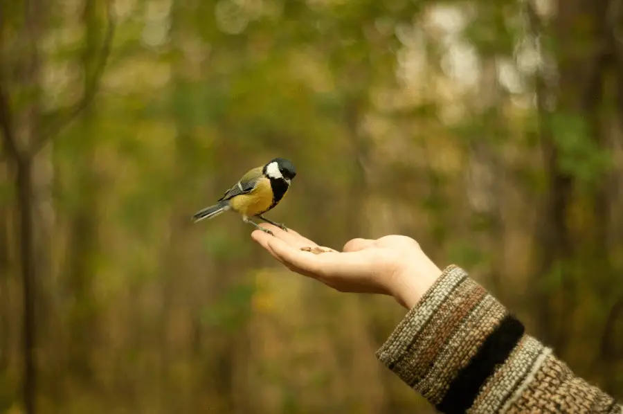 Bird on hand, trusting