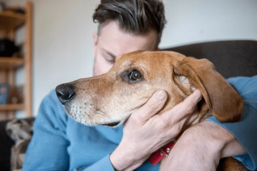 How do Narcissists Treat Pets?