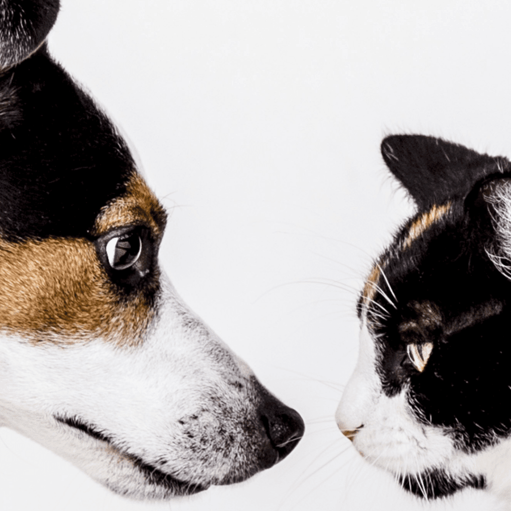 Do Narcissists Prefer Dogs or Cats?
